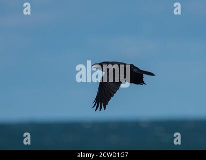 Raven (Corvus corax) en vol au-dessus de la mer au pays de Galles avec un ciel bleu. Banque D'Images