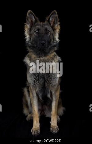 Chien de berger allemand à poil long (alsacien) - portrait de studio en noir arrière-plan Banque D'Images