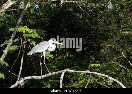 Un héron Cocoi adulte, Ardea cocoi, Nauta Caño, bassin de l'Amazone, Loreto, Pérou. Banque D'Images