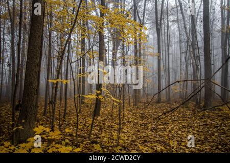 Paysage forestier sombre et ombragé en automne avec brouillard dense en orientation horizontale. Banque D'Images