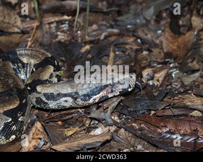 Un boa à queue rouge adulte, Boa constricteur, prêt à jeter sa peau sur la rivière Marañon, bassin de l'Amazone, Loreto, Pérou. Banque D'Images