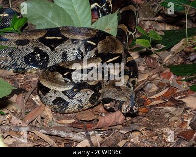 Un boa à queue rouge adulte, Boa constricteur, prêt à jeter sa peau sur la rivière Marañon, bassin de l'Amazone, Loreto, Pérou. Banque D'Images