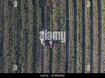 Eskisehir, Turquie. 29 septembre 2020. La photo aérienne prise le 27 septembre 2020 montre que les agriculteurs récoltent un champ de maïs à Eskisehir, en Turquie. La famille Gecer, qui gagne son existence depuis des années grâce à la production de betteraves à sucre en Anatolie centrale, en Turquie, est très optimiste quant à la récolte de cette année, malgré plusieurs catastrophes naturelles qui ont frappé la région pendant les semailles. Credit: Osman Orsal/Xinhua/Alay Live News Banque D'Images