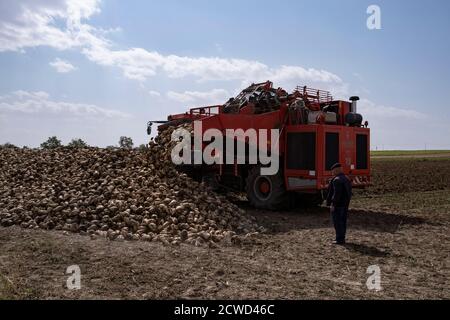 Eskisehir, Turquie. 29 septembre 2020. Les agriculteurs utilisent des machines agricoles pour récolter un champ de betteraves à sucre à Eskisehir, en Turquie, le 27 septembre 2020. La famille Gecer, qui gagne son existence depuis des années grâce à la production de betteraves à sucre en Anatolie centrale, en Turquie, est très optimiste quant à la récolte de cette année, malgré plusieurs catastrophes naturelles qui ont frappé la région pendant les semailles. Credit: Osman Orsal/Xinhua/Alay Live News Banque D'Images