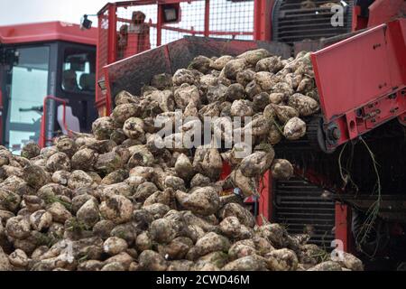 Eskisehir, Turquie. 29 septembre 2020. Les agriculteurs utilisent des machines agricoles pour récolter un champ de betteraves à sucre à Eskisehir, en Turquie, le 27 septembre 2020. La famille Gecer, qui gagne son existence depuis des années grâce à la production de betteraves à sucre en Anatolie centrale, en Turquie, est très optimiste quant à la récolte de cette année, malgré plusieurs catastrophes naturelles qui ont frappé la région pendant les semailles. Credit: Osman Orsal/Xinhua/Alay Live News Banque D'Images