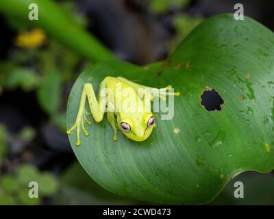 Une grenouille polkadot commune adulte, Hyla punctata, sur la rivière Pacaya, bassin de l'Amazone, Loreto, Pérou. Banque D'Images