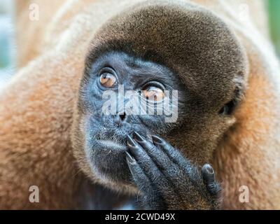 Un singe laineux adulte, Lagothrix lagothricha, dans les arbres le long de la rivière Yarapa, Nauta, Pérou. Banque D'Images