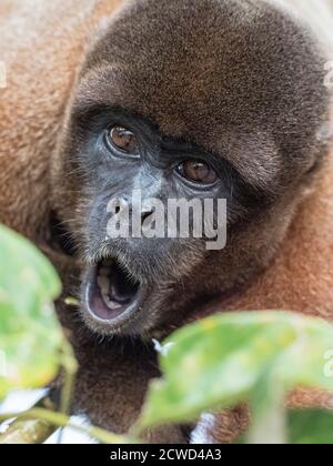 Un singe laineux adulte, Lagothrix lagothricha, dans les arbres le long de la rivière Yarapa, Nauta, Pérou. Banque D'Images