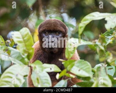 Un singe laineux adulte, Lagothrix lagothricha, dans les arbres le long de la rivière Yarapa, Nauta, Pérou. Banque D'Images