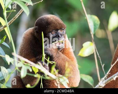 Un singe laineux adulte, Lagothrix lagothricha, sur Pacalpa Caño, Réserve de Pacaya Samiria, Pérou. Banque D'Images