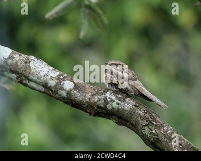 Un pauraque adulte, Nyctidromus albicollis, ruisseau Belluda, rivière Ucayali, bassin de l'Amazone, Loreto, Pérou. Banque D'Images