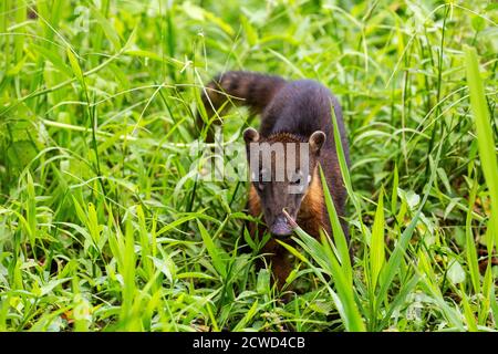 Jeunes Coati sud-américains, Nasua nasua, Sulay Caño, Río Ucayali, Loreto, Pérou. Banque D'Images