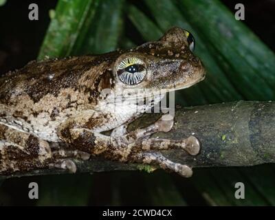 Une grenouille d'arbre à pattes élancées adulte de Manaus, Osteocephalus taurinos, rivière Ucayali, réserve de Pacaya Samiria, Loreto, Pérou. Banque D'Images