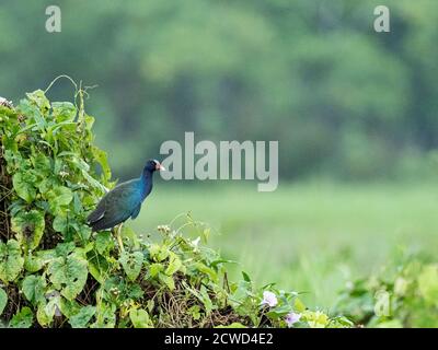 Galle violet adulte, Porphyrio martinica, Marayali Caño, bassin de l'Amazone, Loreto, Pérou. Banque D'Images