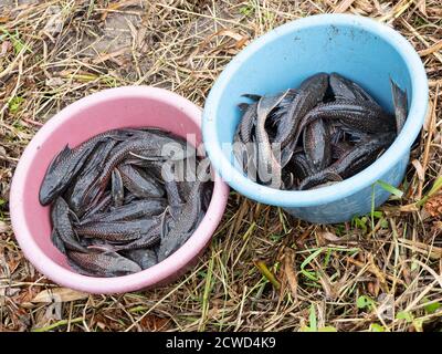 Les prises de jours de divers poissons dans le village de San Francisco, bassin de l'Amazone, Pérou. Banque D'Images