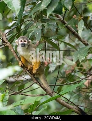 Singe écureuil commun adulte, Saimiri sciurus, affluent de Pahuachiro, bassin de l'Amazone, Loreto, Pérou. Banque D'Images