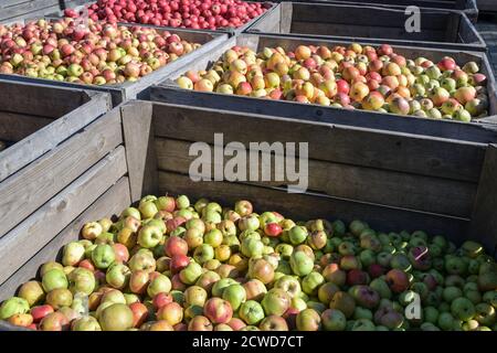 Grandes caisses en bois avec différents types de pommes biologiques après la récolte dans une usine de cidre, concentration sélectionnée, profondeur de champ étroite Banque D'Images