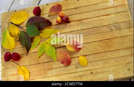 Feuilles d'automne colorées disposées dans un motif texturé pour la saison automnale arrière-plan simple Banque D'Images