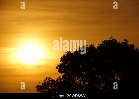 coucher de soleil à la campagne à travers les arbres dans le staffordshire Banque D'Images