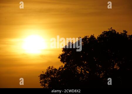 coucher de soleil à la campagne à travers les arbres dans le staffordshire Banque D'Images