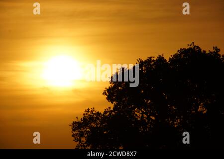coucher de soleil à la campagne à travers les arbres dans le staffordshire Banque D'Images