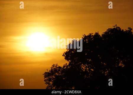 coucher de soleil à la campagne à travers les arbres dans le staffordshire Banque D'Images