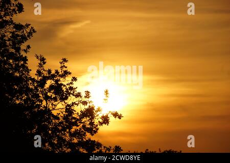 coucher de soleil à la campagne à travers les arbres dans le staffordshire Banque D'Images