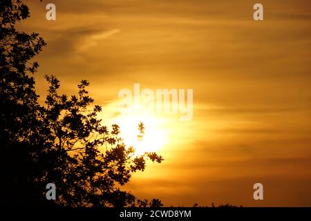 coucher de soleil à la campagne à travers les arbres dans le staffordshire Banque D'Images