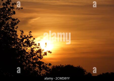 coucher de soleil à la campagne à travers les arbres dans le staffordshire Banque D'Images