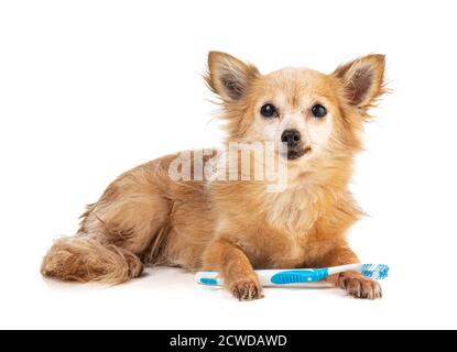 Chihuahua avec une brosse à dents bleue dans la bouche sur un arrière-plan blanc Banque D'Images