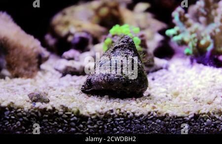 Escargot de Trochus d'eau salée dans un aquarium de récif Banque D'Images