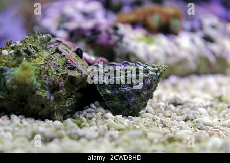 Escargot de Trochus d'eau salée dans un aquarium de récif Banque D'Images