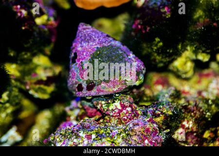 Escargot de Trochus d'eau salée dans un aquarium de récif Banque D'Images