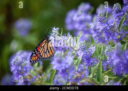 On montre qu'un papillon monarque se nourrit parmi les buissons de lilas violets à Collingwood, en Ontario Banque D'Images