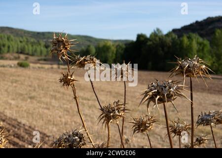 Fleurs de chardon séchées dans le champ à l'extérieur Banque D'Images