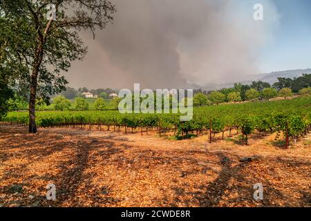 Napa Valley Vineyards enchargés par Wildfire pendant la chaleur extrême et la sécheresse sévère. Banque D'Images
