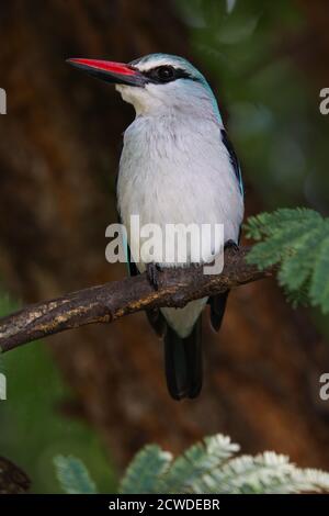 Kingfisher des bois perché sur la branche des arbres (Halcyon senegalensis) Banque D'Images