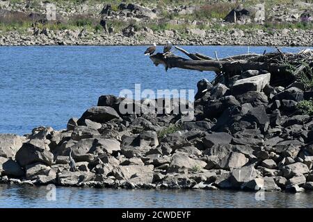 Deux aigles à tête blanche adultes perchés sur une bûche morte près de rocailleux rive de la rivière Banque D'Images