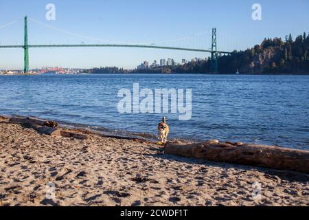 Une Croix Husky de St. Bernard se dresse sur la plage d'Ambleside Dog Beach, West Vancouver (Colombie-Britannique), avec vue sur le pont Lionsgate et la descente Banque D'Images