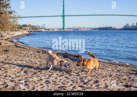 Deux chiens de la gamme Husky Shepard jouent sur la plage du parc Ambleside, à West Vancouver, en Colombie-Britannique, avec le pont Lion's Gate derrière Banque D'Images