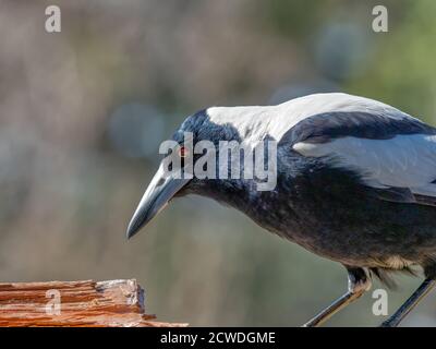 Le magpie australien (Gymnorhina tibicinen) est un oiseau de passerine noir et blanc de taille moyenne originaire d'Australie et du sud de la Nouvelle-Guinée. Banque D'Images