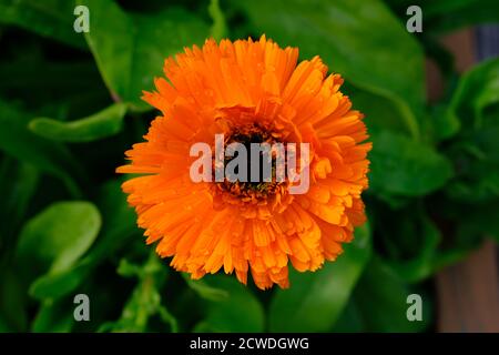 Fantastique marigold orange vif (Calendula officinalis) après une douche à effet pluie, Ottawa, Ontario, Canada. Banque D'Images