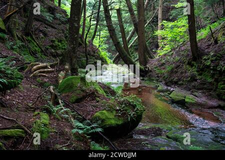 Rivière de montagne dans une forêt verte. Ruisseau clair avec des pierres et des arbres autour Banque D'Images