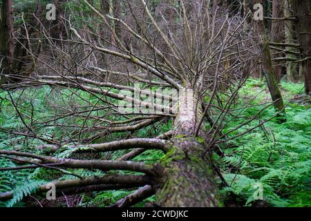 Un grand vieux arbre qui est tombé au sol couvert avec fougères dues à la tempête Banque D'Images