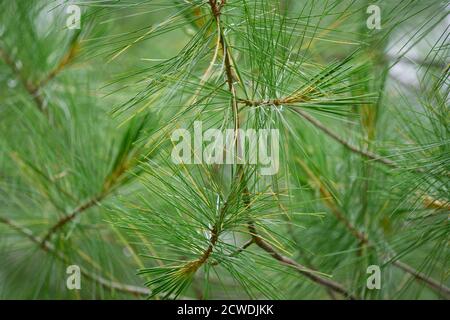 Gros plan des branches de pin de Pinus parviflora glauca dans les bois. Aiguilles de pin vert et argenté. Banque D'Images