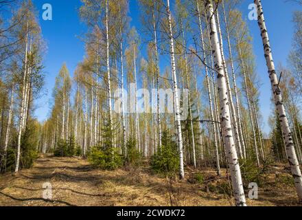 Jeune forêt européenne de bouleau ( Betula ) et route forestière à Spring (Finlande) Banque D'Images