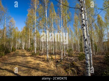 Jeune forêt européenne de bouleau ( Betula ) et route forestière à Spring (Finlande) Banque D'Images