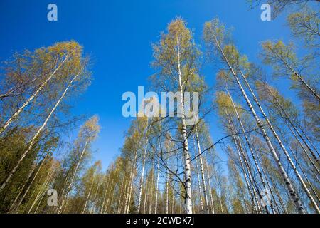 Feuilles en bourgeonnement à des arbres de bouleau européens ( betula ) au printemps, en Finlande Banque D'Images