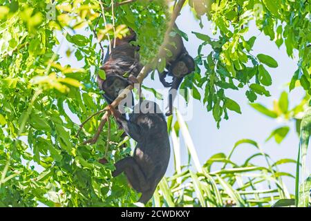 Une famille de singes de Howler dans les arbres de la forêt tropicale près d'Alta Floresta, Brésil Banque D'Images