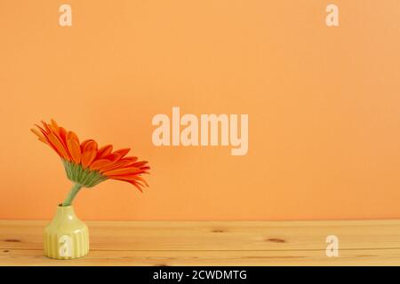Intérieur de la maison. Fleur de gerbera orange en vase sur table en bois avec fond orange. Espace de copie Banque D'Images
